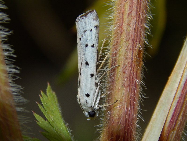 Crambidae da ID